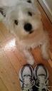 Running Shoes Photos