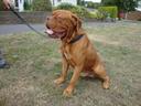 Dogue de Bordeaux