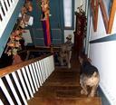 Airedale Terrier,bed,Stuffie
