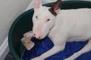 Bull Terrier