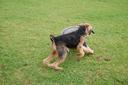 Bouvier des Flandres Photos