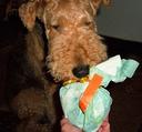Airedale Terrier Photos