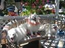 Afghan Hound Photos