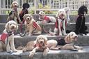 guide dog Photos