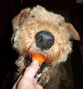 Airedale Terrier