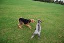 Bouvier des Flandres Photos