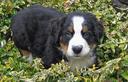 Bernese Mountain Dog