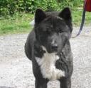 Akita