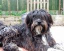 Bearded Collie