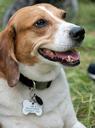 Australian Cattle Dog Photos