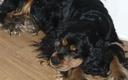 Black and Tan Coonhound Photos