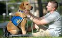 guide dog Photos