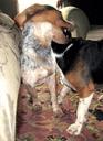 Beagle