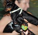 Miniature Pinscher