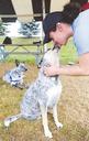 Australian Cattle Dog