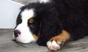 Bernese Mountain Dog