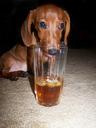 puppy Photos