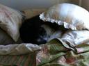 Borzoi Photos