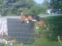 Basset Hound