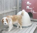 Australian Shepherd