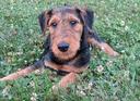 Airedale Terrier