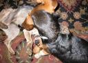 Beagle