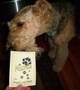 Airedale Terrier Photos