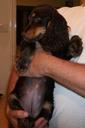 English Cocker Spaniel Photos