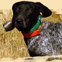 dysplasia,training,Pointer,breeds,Dog
