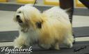 agility