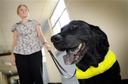 guide dog Photos