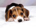 Cavalier King Charles Spaniel Photos