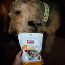 Airedale Terrier