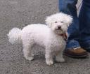 Bichon Frise Photos