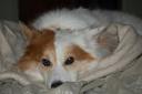 Australian Cattle Dog Photos