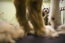 Bearded Collie