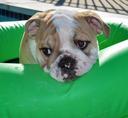 Bulldog Photos