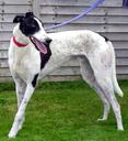 Greyhound