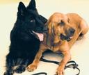 Bloodhound