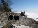 Australian Cattle Dog Photos
