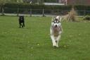 Alaskan Malamute