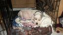 puppy Photos