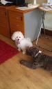 Bichon Frise