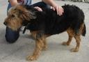Lakeland Terrier