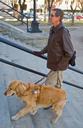 blindness,guide dog,Dog,training,walking