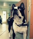 Boston Terrier