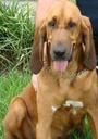Bloodhound Photos