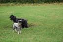 Bouvier des Flandres Photos