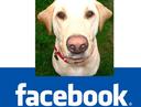 guide dog Photos