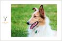 Canaan Dog Photos